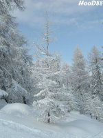alberello_innevato_sulla_olang2_dicembre_2005_196.jpg