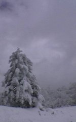 alberellopistaazzurra_155.jpg