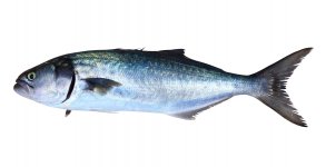 pesce-serra.jpg