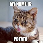 lil-bub-meme.jpg