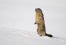 Marmotta.jpg