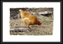 gallina_155.jpg