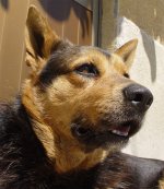 faccia_da_cane_02_193.jpg