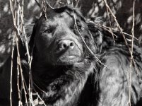 faccia_da_cane_03_208.jpg
