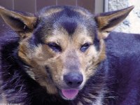faccia_da_cane_01_327.jpg