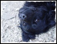 faccia_da_cane_05_825.jpg
