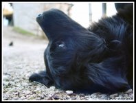 faccia_da_cane_04_119.jpg
