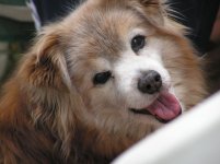 bubbu_525.jpg