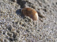mare_di_aprile_487.jpg