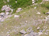 marmotta_a_cime_bianche_185.jpg