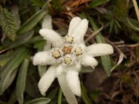 fumante_017_328.jpg