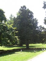 giardino_inglese_prima_magn_182.jpg