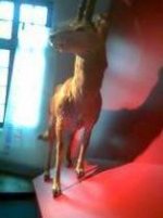 dahu_131.jpg