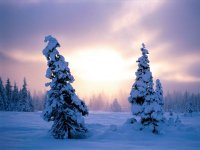 neve012_222.jpg