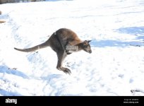 schuttertal-baden-wurttemberg-germania-13-marzo-2021-i-canguri-nani-chiamati-wallaby-sono-un-a...jpg