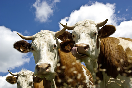 mucche - Le mucche sono il simbolo di Kuhtai.