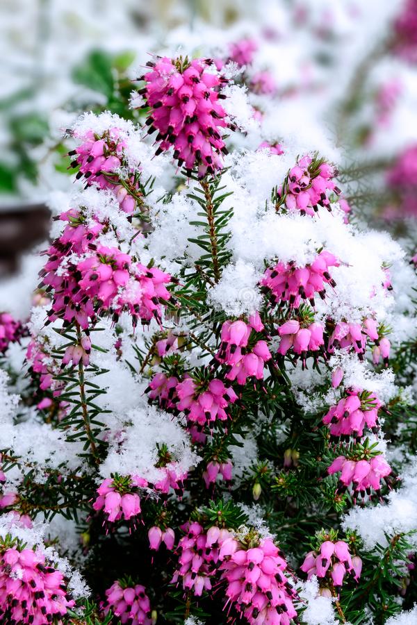 boschetto-dell-erica-sotto-la-neve-109202197.jpg