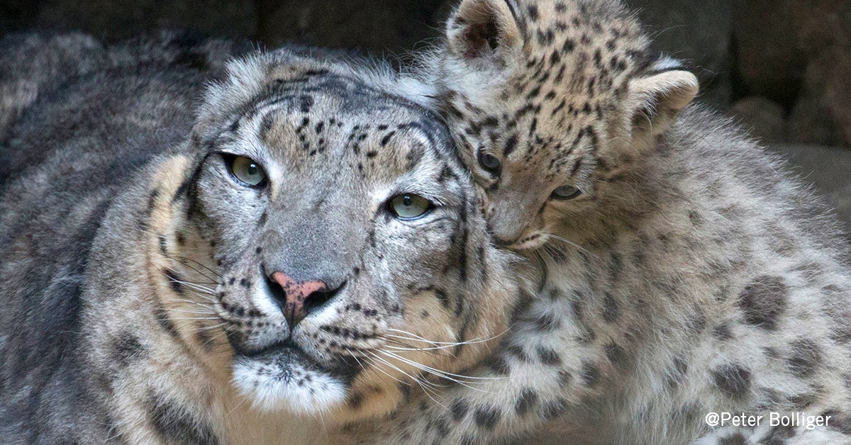 snow leopard day