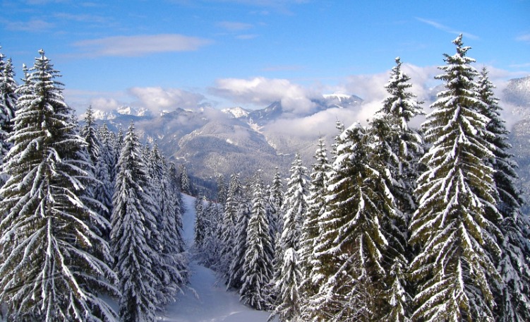 Foresta Tarvisio