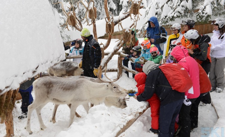 Renne della Croda Rossa
