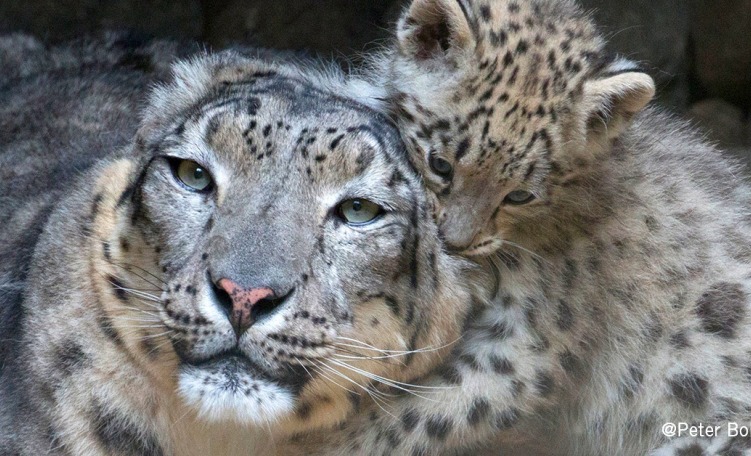 Leopardo delle nevi