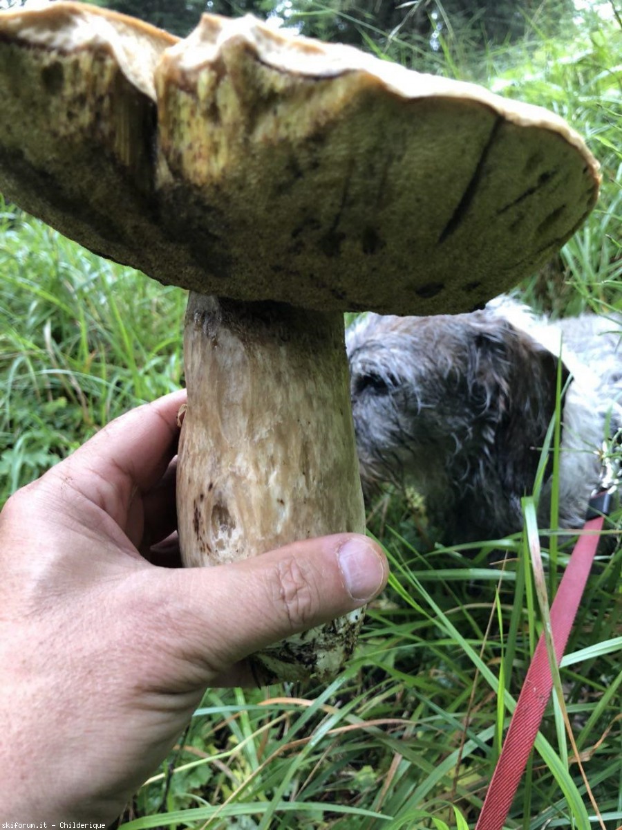 221657-funghi1.jpg