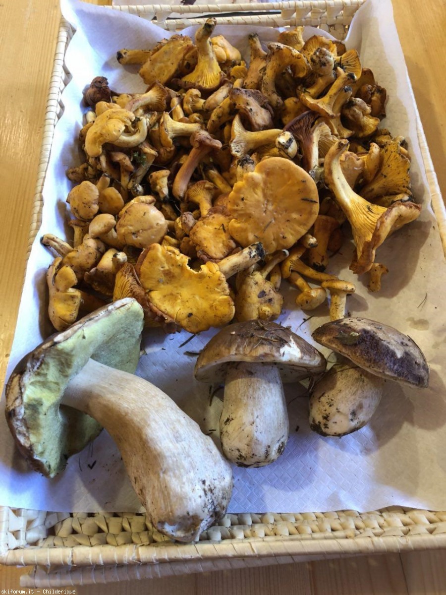 221658-funghi2.jpg
