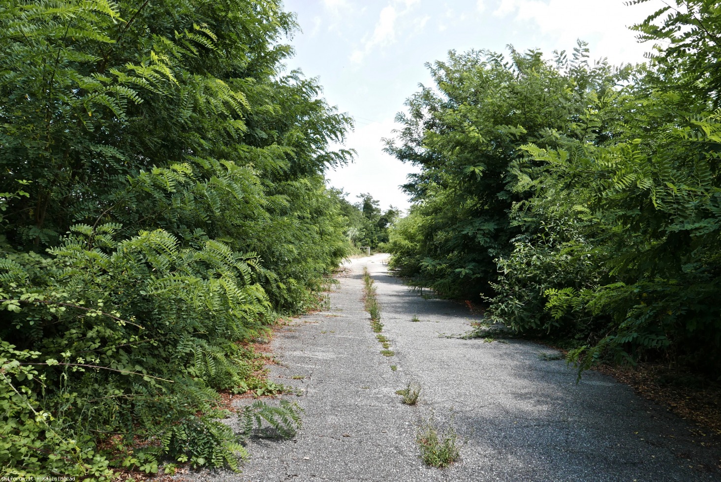 222565-l1010578.jpg