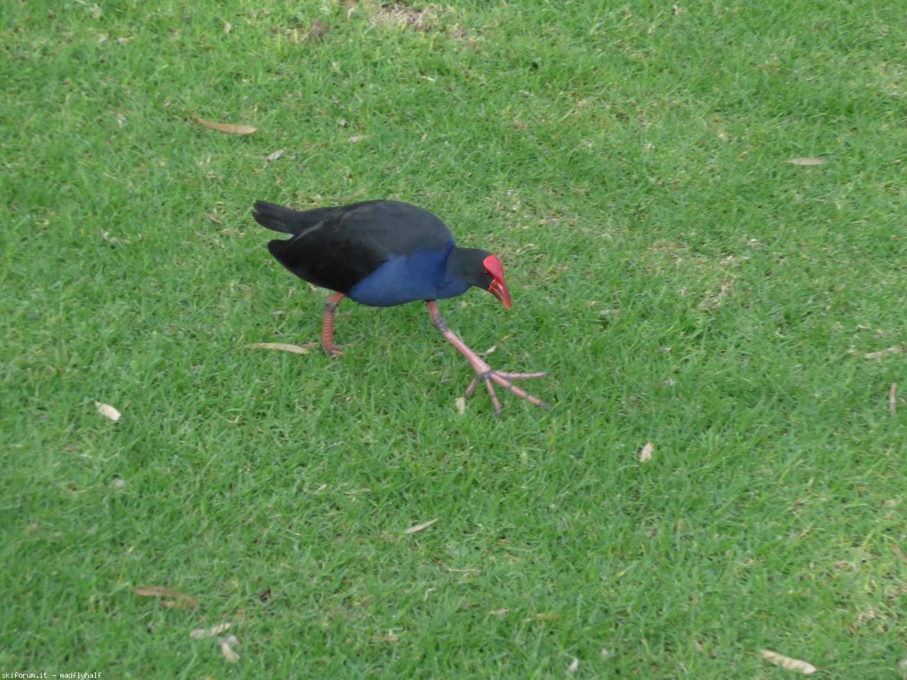 229012-australia-06-075.jpg