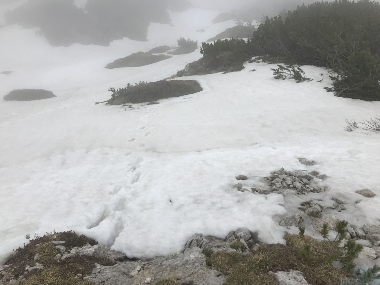 244303-cima-plische-piccoledolomiti-05.jpg