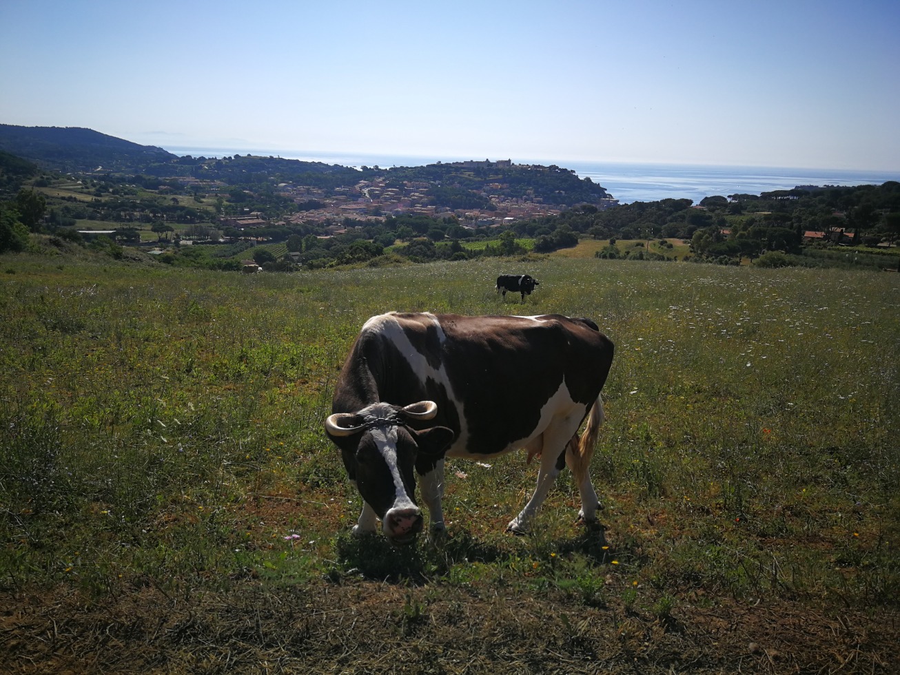 246082-elba-giorno-2-img20190619092555.jpg