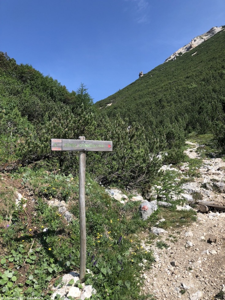 246730-sennes-img8827.jpg