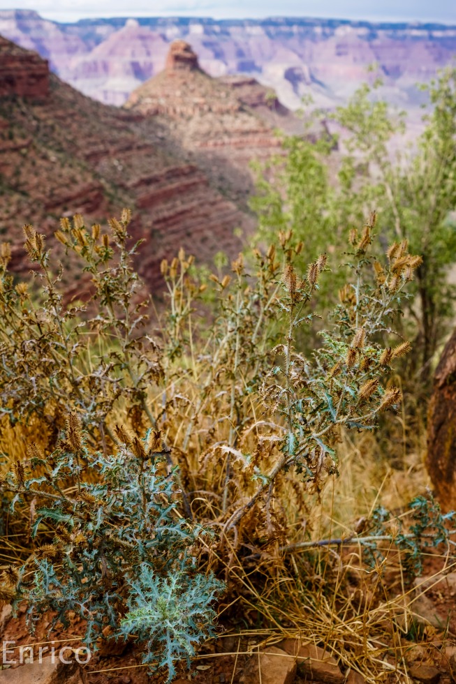 253103-grand-canyon-59.jpg