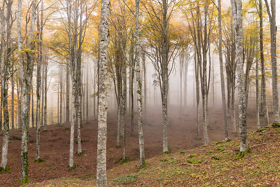 255538-cansiglio-nebbia-893a7869.jpg
