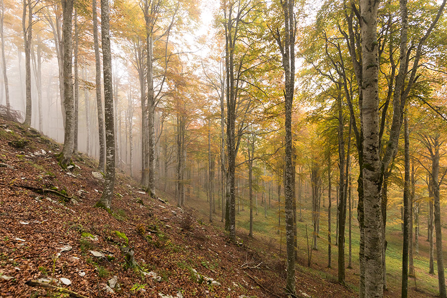 255540-cansiglio-nebbia-893a7927.jpg