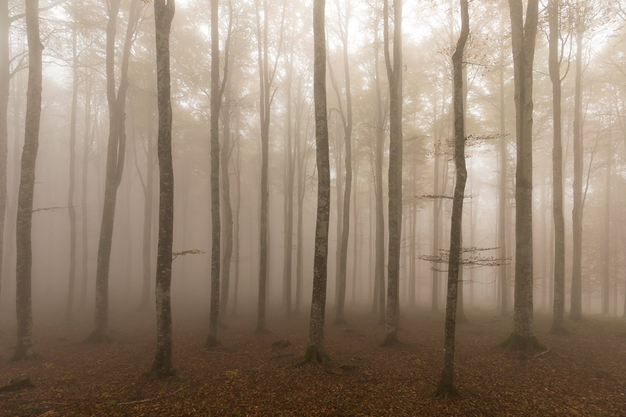 255544-cansiglio-nebbia-893a7981.jpg