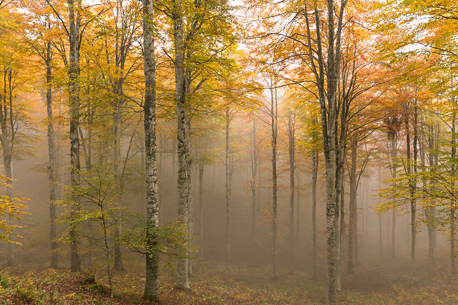 255545-cansiglio-nebbia-893a8040.jpg
