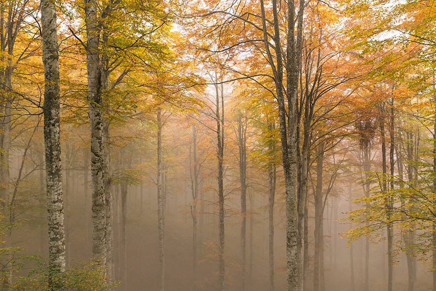 255546-cansiglio-nebbia-893a8041.jpg