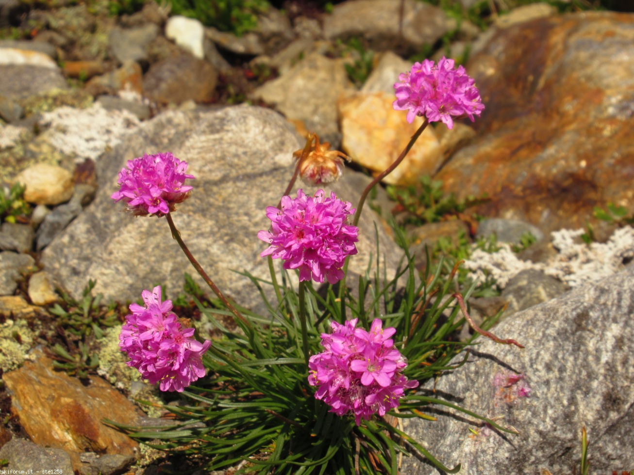 276256-monte-gaviola-immagine-229.jpg