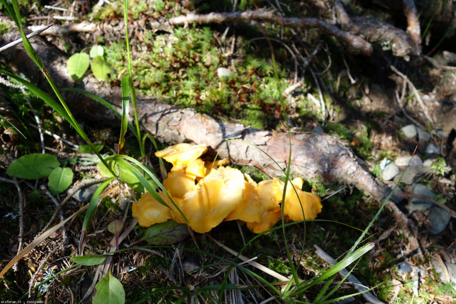 276702-dsc02135.jpg