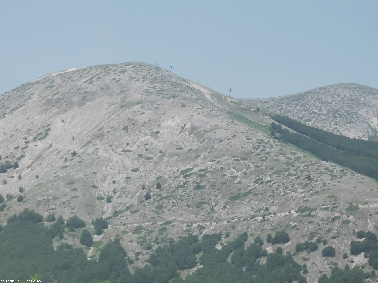 295494-wlf44.jpg