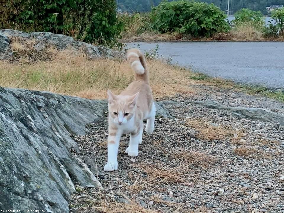 296565-lillesand-5.jpeg