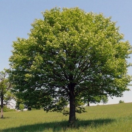 293950-sorbo-ciavardello-1.jpg