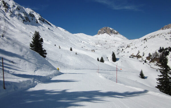 Alpenrose