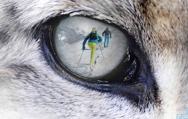 Snow Leopard day: fai fatica con sci e pelli di foca per una buona causa – 2 marzo 2019