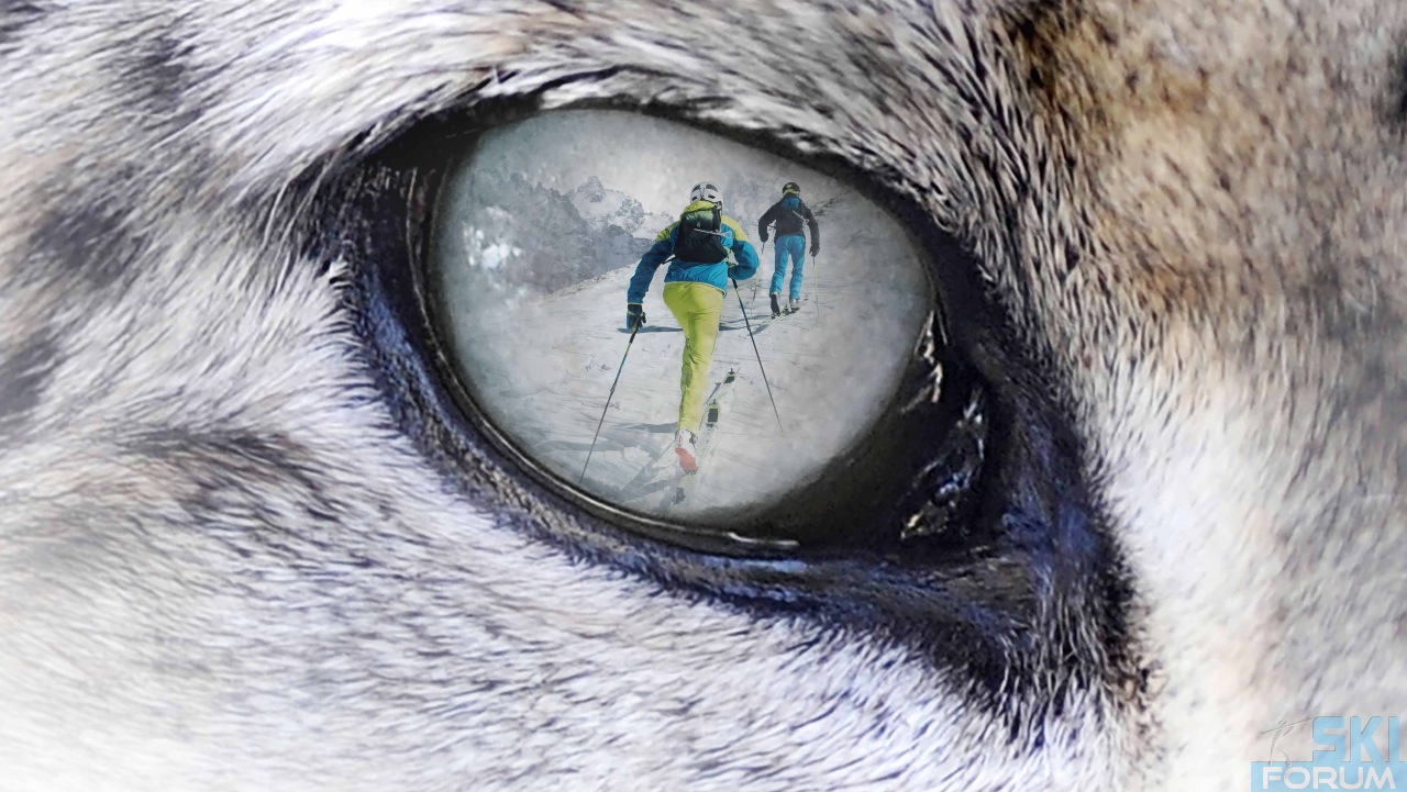 Snow Leopard day: fai fatica con sci e pelli di foca per una buona causa – 2 marzo 2019