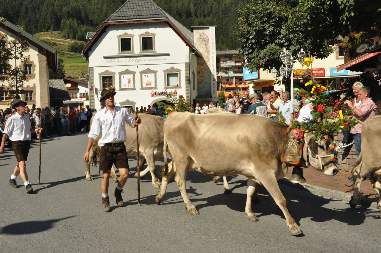Il bestiame decorato con motivi floreali per la transumanza © TVB Stubai Tirol